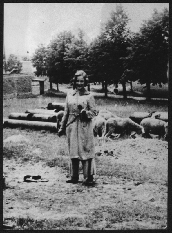 Doris Grozdanovičová, born Schimerlingová, during pasture of the sheep. These were driven to the Terezin Ghetto from burnt village of Lidice, APT 4423