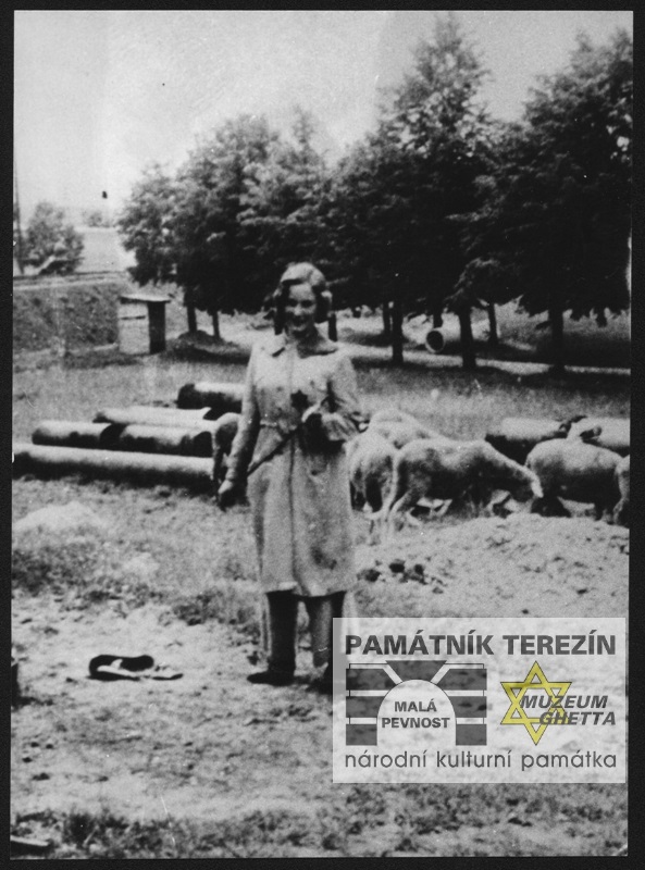 Doris Grozdanovičová, roz. Schimerlingová zachycena při pasení ovcí, které byly do Terezína dovezeny z vypálených Lidic, APT 4423